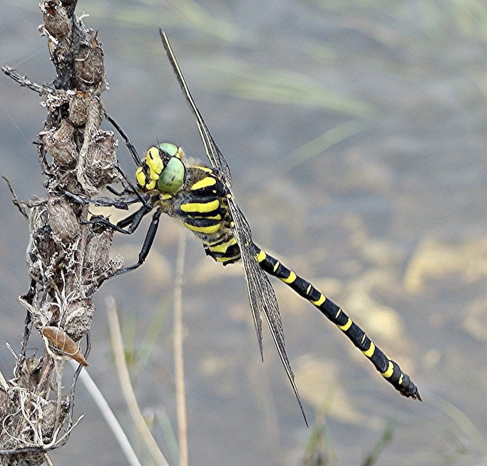 golden-ringed dragonfly